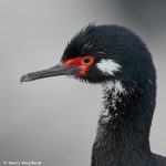 7665 Rock Shag Magellanic cormorant) (Phalacrocorax magellanicus)