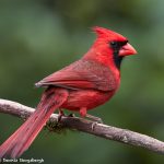7708 Male Northern Cardinal (Cardinalis cardinalis)