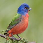 7718 Painted Bunting (Passerina ciris)