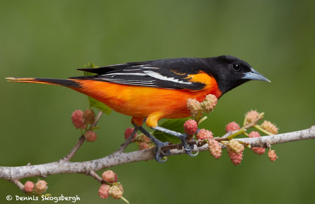 7720 Male Baltimore Oriole (Icterus galbula) - Dennis Skogsbergh ...