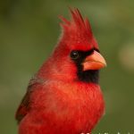 7729 Male Northern Cardinal (Cardinalis cardinalis)