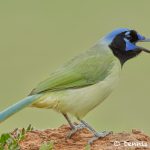 7731 Green Jay (Cyanocorax yncas)