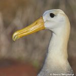 7733 Waved (Galapagos) Albatros (Phoebastria irrorata)