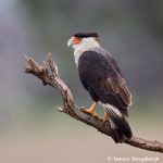 7736 Adult Crested Caracara (Caracara cheriway)