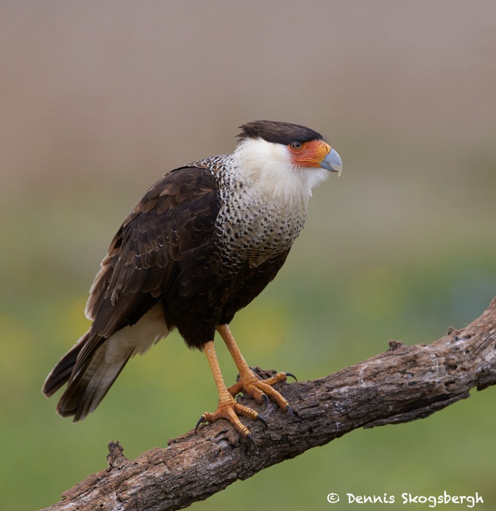 7737 Adult Crested Caracara (Caracara cheriway) - Dennis Skogsbergh ...