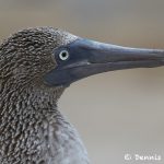 7739 Blue-footed Booby (Sula nebouxii)