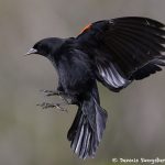 7741 Male Red-winged Blackbird (Agelaius phoeniceus)