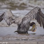 7758 Brown Pelican (Pelicanus occidentalis)