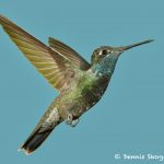 7685 Magnificant Hummingbird (Eugenes-fulgens)