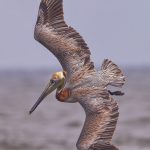 7759 Brown Pelican (Pelicanus occidentalis
