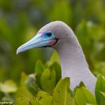 7748 Red-footed Booby (Sula nebouxii)
