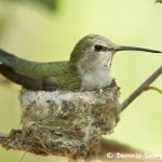 7752 Female Black-chinned Hummingbird (Archilochus alexandri)