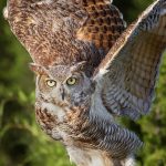 7672 Great Horned Owl (Bubo virginianus)