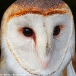 7673 Barn Owl (Tyto alba)
