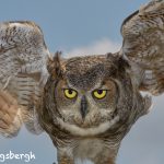 7671 Great Horned Owl (Bubo virginianus)