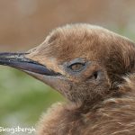 7675 Immature King Penguin (Aptenodytes patagonicus)