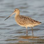 7748 Marbled Godwit (Limosa fedoa), Galveston, Texas