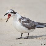 7730 Black Tern (Chlidonias niger), Galveston, Texas