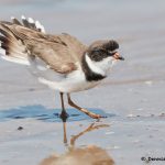 7695 Mating Ritual, Plover (Charadrius semipalmatus), Galveston, Texas