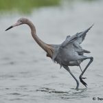 7696 Reddish Egret (Egret rufescens), Galveston, Texas