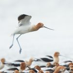 7717 Breeding American Avocet (Recurvirostra americana), Galveston, Texas