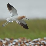 7710 Breeding American Avocet (Recurvirostra americana), Galveston, Texas