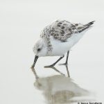 7688 Sanderling (Calidris alba), Galveston, Texas