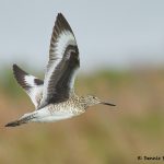 7727 Willet (Tringa semipalmata), Galveston, Texas