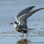 7691 Black Tern (Chlidonias niger), Galveston, Texas