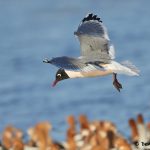 7744 Franklin's Gull (Leucophaeus pipixcan), Galveston, Texas