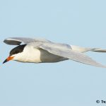 7740 Adult Breeding Common Tern (Sterna hirundo), Galveston, Texas