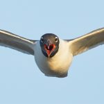 7694 Laughing Gull (Leucopgaeus atricilla), San Luis Pass, Galveston Texas