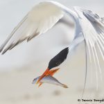 7751 Royal Tern (Thalasseus maximus), Galveston, Texas