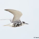 7728 Black Tern (Chlidonias niger), Galveston, Texas