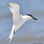 7739 Sandwich Tern (Thalasseus sandvicensis), Galveston, Texas