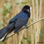 7682 Boat-tailed Grackle (Quiscalus major), Anahuac NWR, Texas