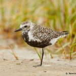 7794 Adult Female Black-bellied Plover (Pluvialis squatarola), Galveston, Texas