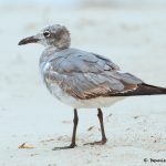 7778 Immature Laughing Gull (Leucopgaeus atricilla), San Luis Pass, Galveston Texas