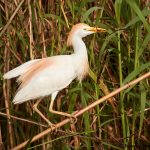 7835 Nesting Cattle Egret (Bubulcus ibis), Anahuac NWR, Texas