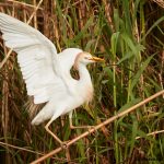 7836 Nesting Cattle Egret (Bubulcus ibis), Anahuac NWR, Texas