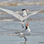 7796 Mating Royal Terns (Thalasseus maximus), Galveston, Texas