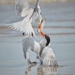 7758 Mating Ritual, Royal Terns (Thalasseus maximus), Galveston, Texas