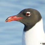 7799 Laughing Gull (Leucopgaeus atricilla), San Luis Pass, Galveston Texas