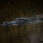 7771 American Alligator, Anahuac NWR, Texas