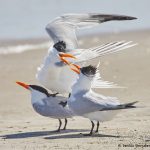 7786 Mating Royal Terns (Thalasseus maximus), Galveston, Texas