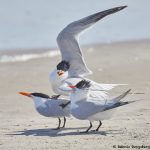 7804 Mating Royal Terns (Thalasseus maximus), Galveston, Texas