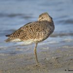 7788 Willet (Tringa semipalmata), Galveston, Texas