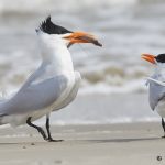 7759 Mating Ritual, Royal Terns (Thalasseus maximus), Galveston, Texas