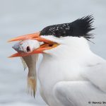 7762 Royal Tern (Thalasseus maximus), Galveston, Texas