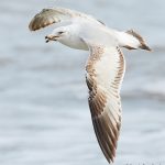 7755 Herring Gull (Laurs argentatus), Galveston, Texas